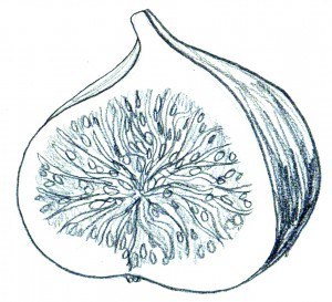 fig-low