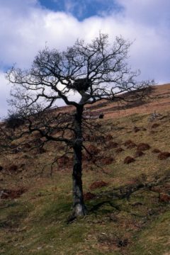 Tree nests are not always in native pine or blocks of woodland.