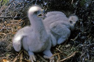 Two chicks showing no signs of sibling aggression; at about three weeks old, the sort parts are now yellowish in colour after being flesh-toned at first after hatching.
