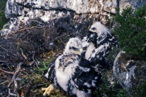 Nestlings at about seven weeks old; the soft parts are now brightly yellow.