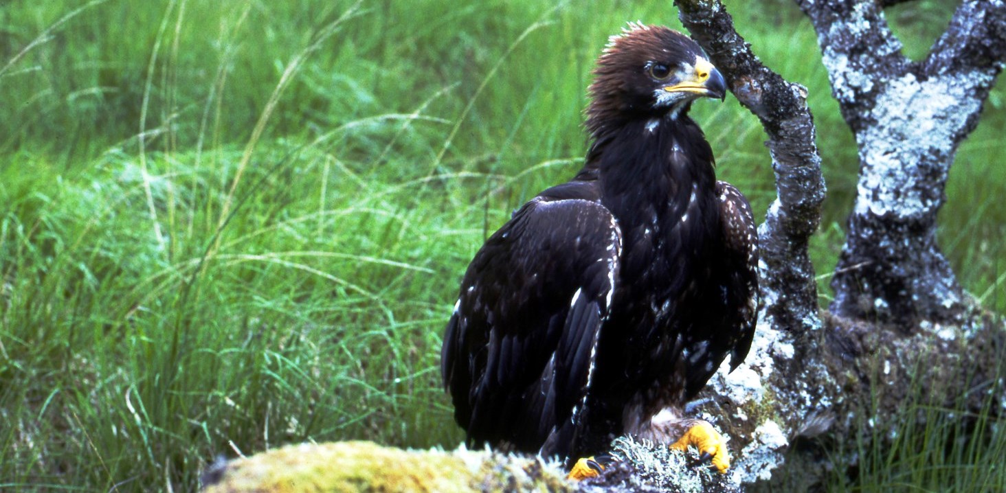Golden Eagle Spotting With Dave Walker