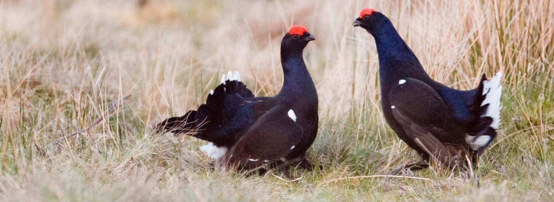Exploring The Whangie’s Wildlife