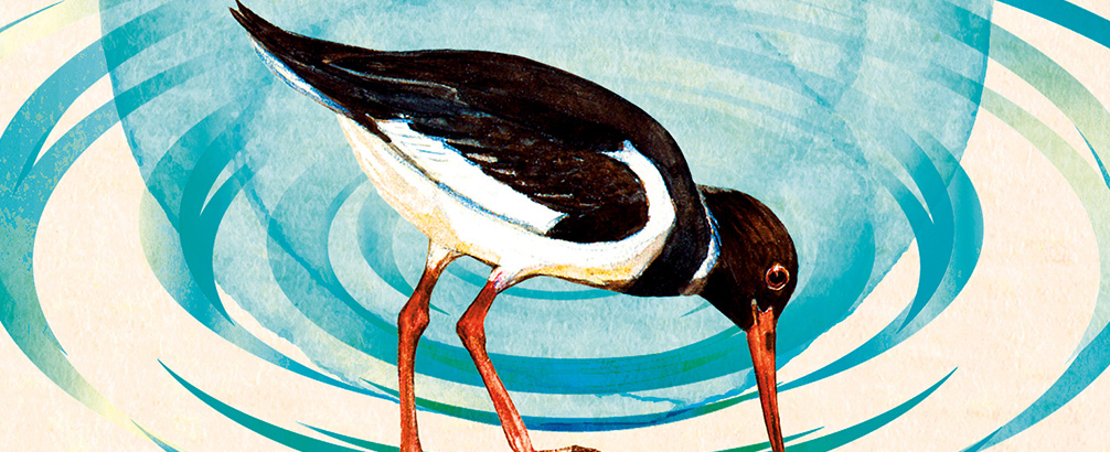 The Waterlands by Stephen Rutt